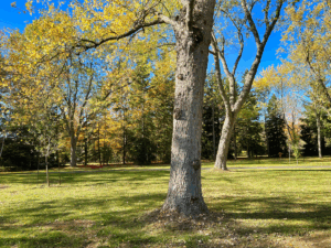 Walking paths throughout a forest of trees and grass against a blue sky.