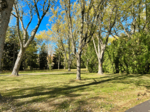 Walking paths throughout a forest of trees and grass against a blue sky.