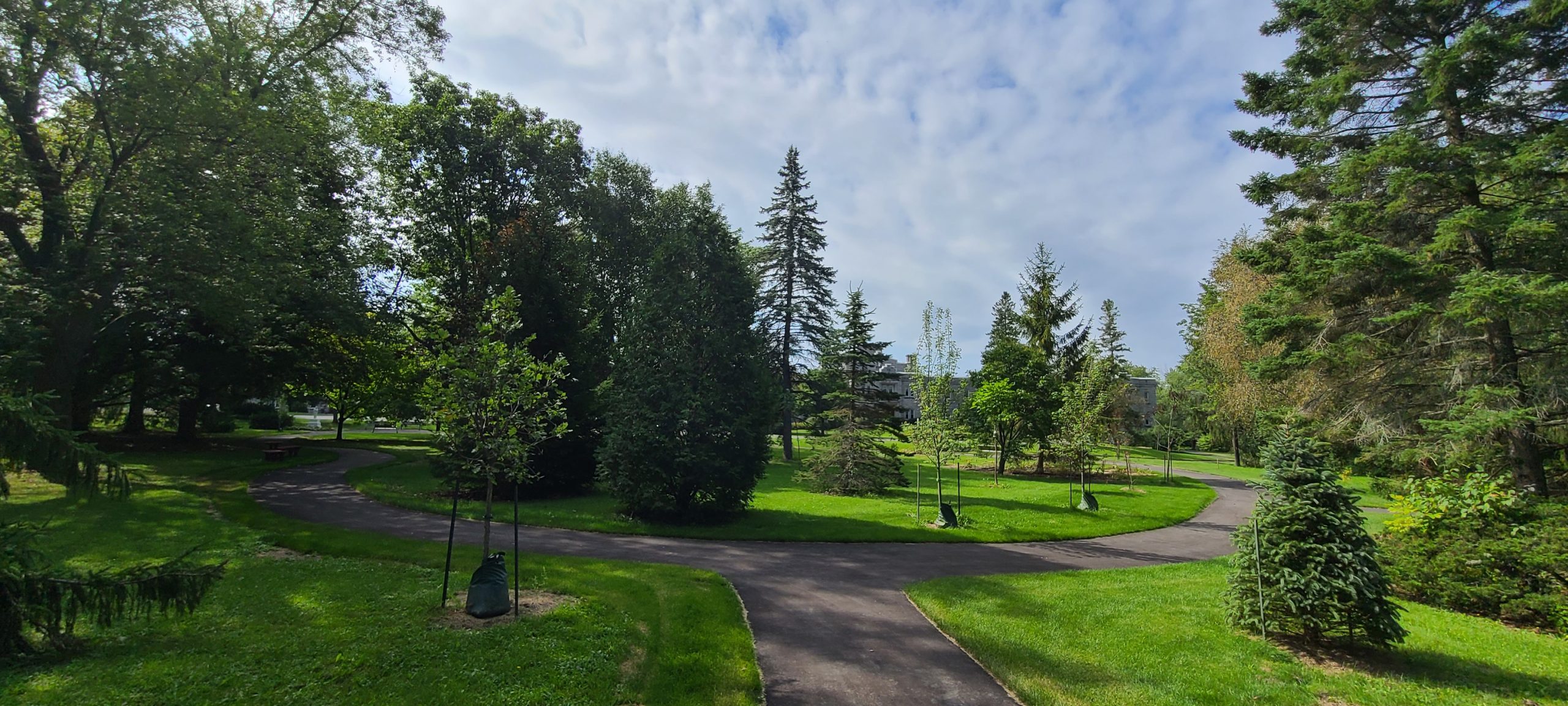 Pathway surrounded by green grass and trees with blue sky in the background.