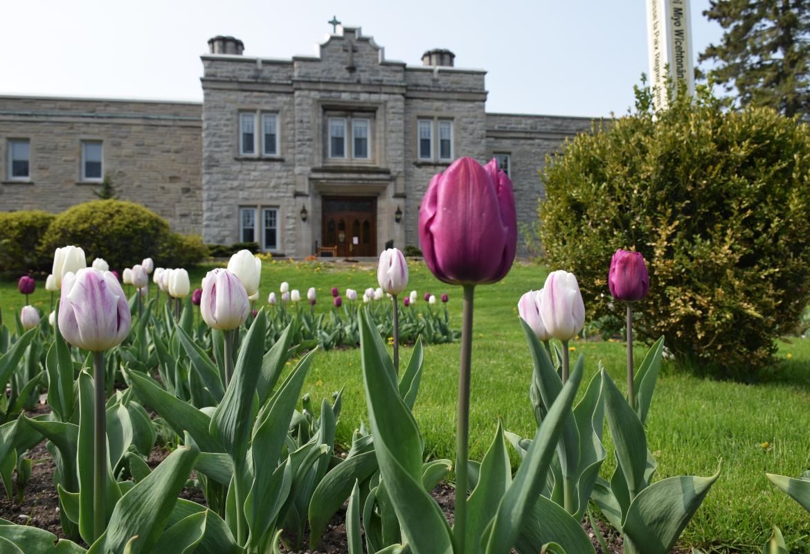 An old limestone building in the background with purple tulips in the foreground.